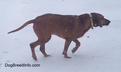 A Redbone Coonhound is walking across a snowy frozen pond and it is looking to the right.