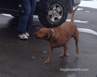 A large breed Redbone Coonhound is running across a blacktop surface and it is looking to the left and its tail is up. It is actively snowing.