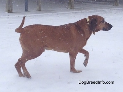 A Redbone Coonhound is standing in a field with snow on it and it is pointing to the right. It is actively snowing.