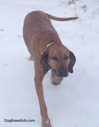 A Redbone Coonhound is walking down a snowy field.
