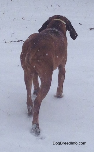 The back of a Redbone Coonhound that is walking up a snoowy field.