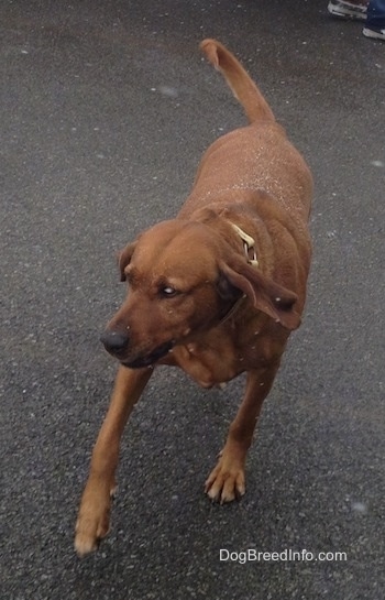 A Redbone Coonhound is running down a blacktop surface and it is snowing. It is looking to the left. Its tail s curled up.