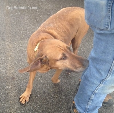A Redbone Coonhound is sniffing the back of a person's blue jeans.