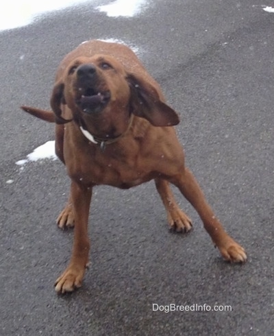 A large breed Redbone Coonhound dog is standing on a blacktop surface and it is barking. It is actively snowing.