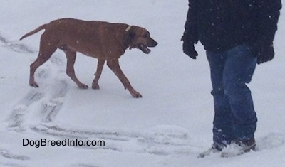 A Redbone Coonhound is walking across a frozen lake that is covered in snow. Its mouth is open and there is a person standing across from it.