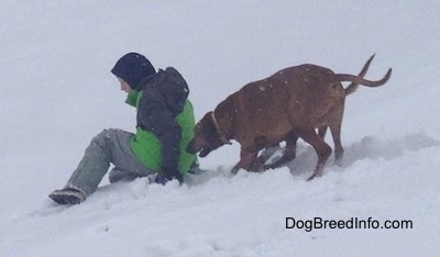 The left side of two Redbone Coonhounds that are running towards the back of a person in a green coat that is sledding down a hill of snow.