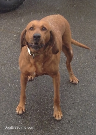 Front view - A large breed Redbone Coonhound is standing on a blacktop surface and it is looking forward. Its mouth is opening slightly. It is actively snowing.