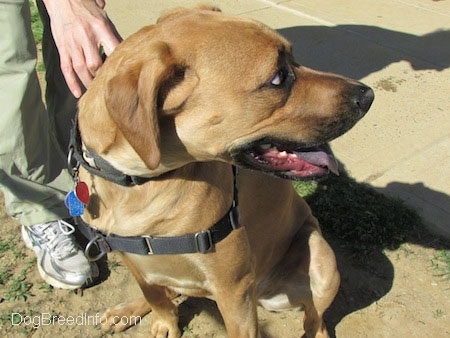 Close up - A tall, large breed tan with black Rhodesian Boxer dog is sitting in dirt and it is looking to the right. It is panting and its tongue is black.