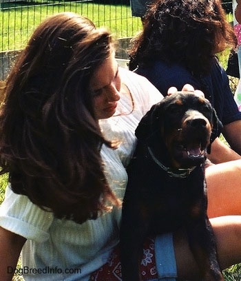 A Rottweiler puppy laying across the lap of a girl who is sitting in the grass with people and a split rail fence in the background