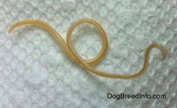 info on worms in dogs roundworms tapeworms hookworms whip dog worms 350x214