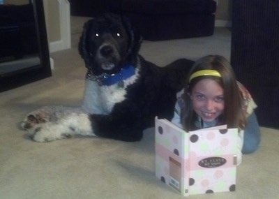 Side view - A shaved black with white Saint Berdoodle dog is laying across a carpet and in front of it is a smiling girl reading a book.
