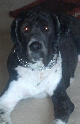 Close up front view - A huge, shaved black with white Saint Berdoodle is laying out on a carpet and it has a shiny metal prong collar on.