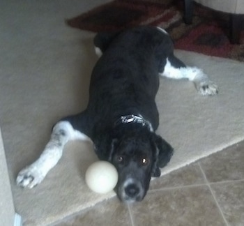 View from the top looking down at the dog - A large black with white Saint Berdoodle dog is laying down on a carpet and there is a white ball against its snout.