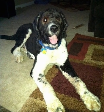 Front view - A shaved black with white, large Saint Berdoodle dog is laying across a rug. It is looking forward its mouth is open and tongue is sticking out. Its front legs are very long.