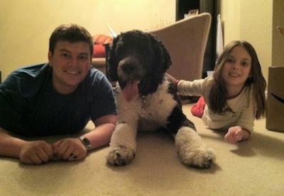 Front view - A black and white Saint Berdoodle dog is laying on a carpet, to its left is a man laying on his stomach next to it and on the right there is a little girl laying on her stomach and she is touching the back of the dog.