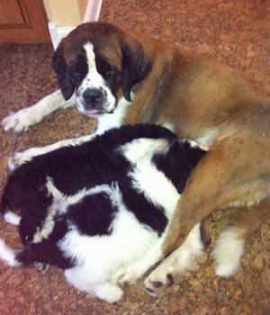 A litter of big fluffy Saint Berdoodle puppies that are nursing from a huge purebred Saint Bernard dog.