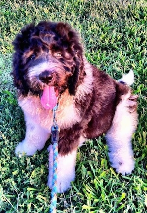 Front side view - A thick coated, black and white Saint Berdoodle puppy is sitting in grass, it is looking up, its mouth is open and its tongue is out.