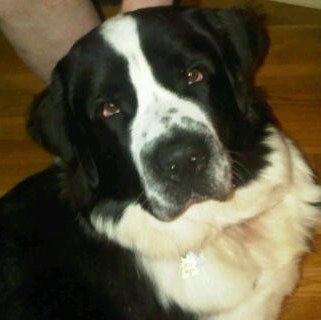 Close up head and upper body shot - A black and white Saint Bernewfie is sitting on a hardwood floor and it is looking up.