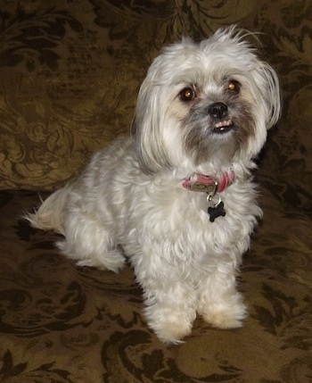 A white with tan Shih-Poo is sitting on a couch, it is looking up and its mouth is slightly open showing its bottom row of teeth due to an underbite.