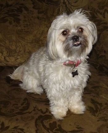 white shih poo