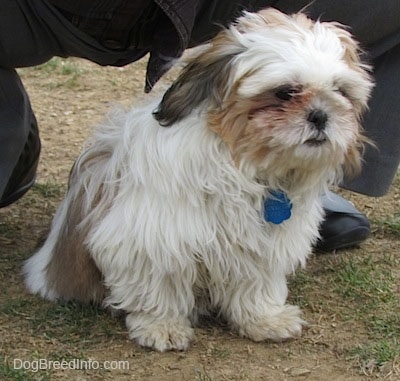 Close up front side view - A thick coated, white with brown and black Shih-Tzu puppy is sitting on ptachy grass, it is looking down and to the right. Behind it is a person kneeling.