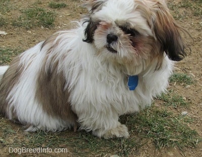 Close up - The right side of a white with brown and black Shih-Tzu puppy is sitting on patchy grass and it is looking to the left.