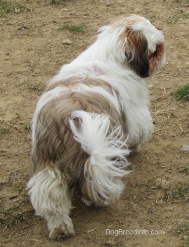 The back of a white with brown and black Shih-Tzu puppy that is walking up brown grass and it is looking to the right.