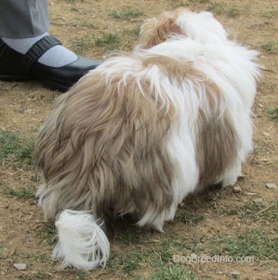 The back of a thick coated, white with brown and black Shih-Tzu puppy is walking up a patchy surface and it is looking at the shoe of a person that is standing next to it.
