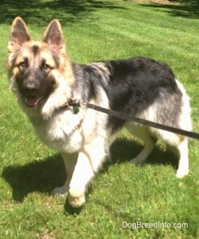 The front left side of a black and tan Shiloh Shepherd dog that is standing across a yard. It is looking forward, its mouth is open and it looks like it is smiling. It has golden brown eyes.