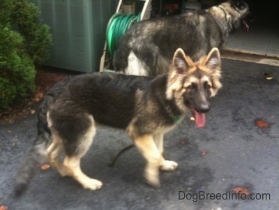 Two Shiloh Shepherds are walking across a blacktop surface. Both of there mouths are open and tongues are sticking out. One dog is smaller than the other.