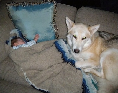 An infant baby is sleeping on a couch and laying across from it is a tan with white Shiloh Shepherd and it is looking up. The dog looks a little like a wolf.