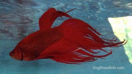 Close Up - A red Siamese Fighting Fish is swimming towards the top of the water aquarium