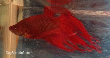 Close Up - A red Siamese Fighting Fish is swimming. The back of its fin is breaking the water