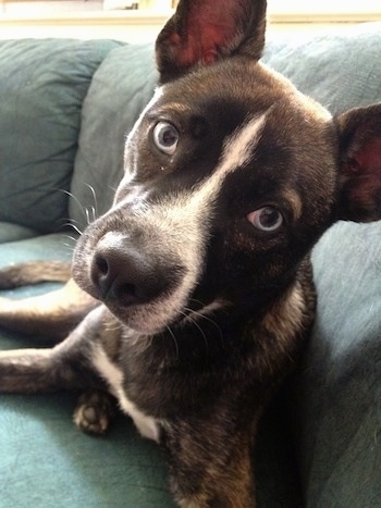 Close up front view - A black with white Siberian Boston dog with wide round blue eyes is laying across the back of a green couch and it is looking forward. Its head is tilted to the right. It has large perk ears and a short coat.