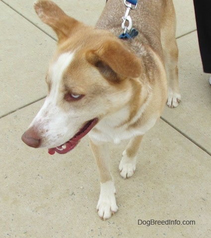 Close up - A brown, tan and white Siberian Retriever dog is walking down a concrete surface and it is looking to the left. Its mouth is open and its tongue is out.