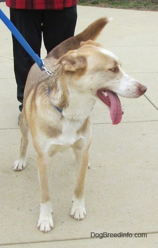 Front view - A brown, tan and white Siberian Retriever that is standing on a concrete surface. It is looking to the right, its mouth is open and long tongue is out.