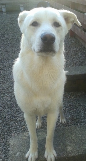 Front view - A white Siberian Retriever is standing on a brick that was placed around gravel and it is looking forward. One of the dog's ears is pinned back.