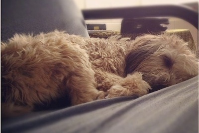 Close up - A wavy, brown Soft Coated Wheaten Terrier is laying down on a futon.