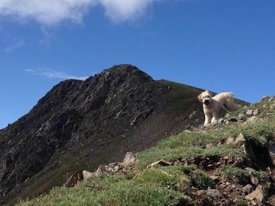 A brown Soft Coated Wheaten Terrier is standing towards the top of a hill, but it is facing the bottom of the hill. It is looking forward. There is a mountain behind it.