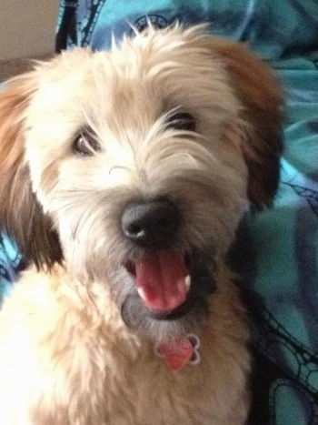 Close up head and upper body shot - A tan with brown Soft Coated Wheaten Terrier that is standing in front of a blanketed couch, it is looking forward, its mouth is open and it looks like it is smiling.