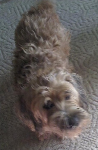 Top down view of a fluffy dog standing on a carpeted surface and it is looking up.