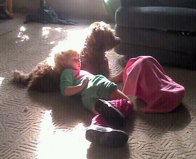A child is laying on the back of a brown Soft Coated Wheaten Terrier dog watching TV.