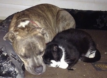 Close Up - A blue-nose Brindle Pit Bull Terrier is sleeping next to a black with white cat on a dog bed.