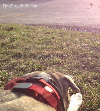 A blue-nose Brindle Pit Bull Terrier is laying down in grass and in front of him is an animal walking towards him from the distance.