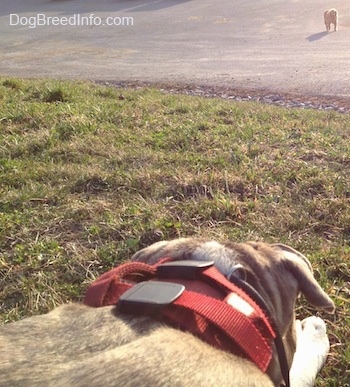 A blue-nose Brindle Pit Bull Terrier is laying down in grass and there is a dog walking towards him.