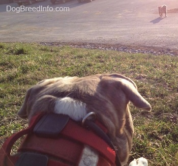 A blue-nose Brindle Pit Bull Terrier is laying in grass and he is looking at an animal coming towards him from the distance.