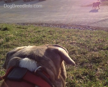 The back of a blue-nose Brindle Pit Bull Terrier that is laying in grass and he is looking at a golden Retriever that is standing in a road.