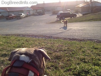 The back of a blue-nose Brindle Pit Bull Terrier is laying in grass and he is looking at a Golden Retriever walking across a street.