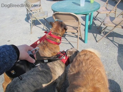 A blue-nose Pit Bull Terrier is sniffing the back of a Golden Retriever. There is a brown brindle Boxer looking at a chair in front of him.