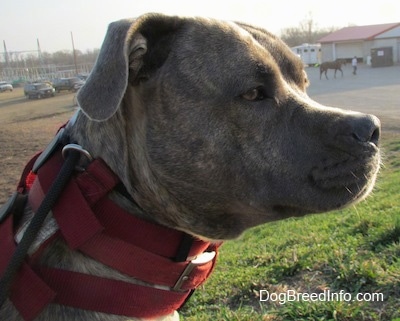 Close up side view head shot - The face of a blue-nose Brindle Pit Bull Terrier that is sitting outside in grass.